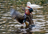 WaterFowl