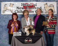 Nov. 1 & 2 Chihuahua Shows